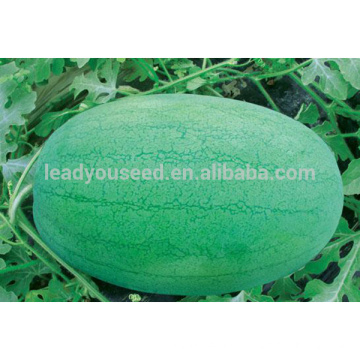 JW04 Xuelan high yield hybrid watermelon seeds f1 for sales